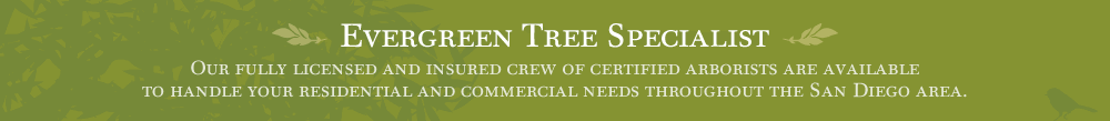Evergreen Tree Specialist: Our fully licensed and insured crew of certified arborists are available to handle your residential and commercial needs in the San Diego area. 