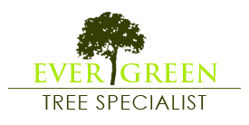 Evergreen Tree Specialist in San Diego
